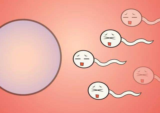 备孕期间如何提高精子的质量?