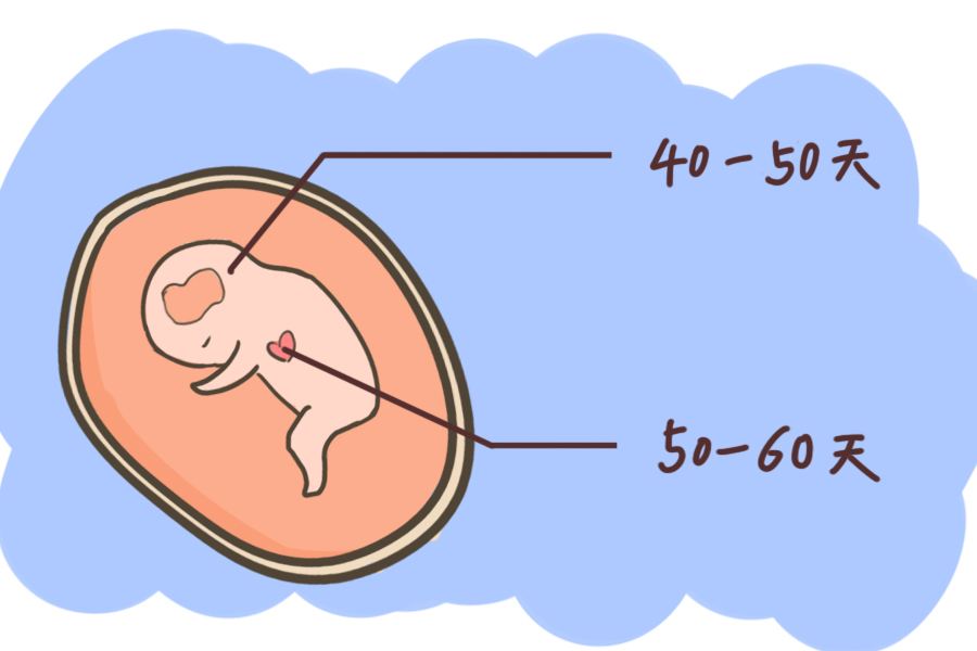 B超检查出胎心停了还能恢复吗？