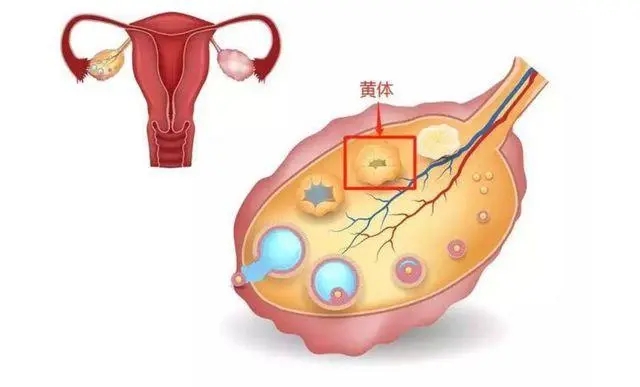 重庆看多囊卵巢综合征哪家好?多囊卵巢还能怀孕吗?