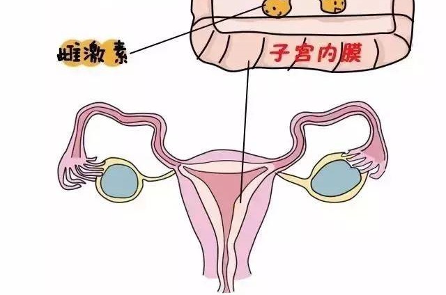 正常的子宫内膜厚度是多少?